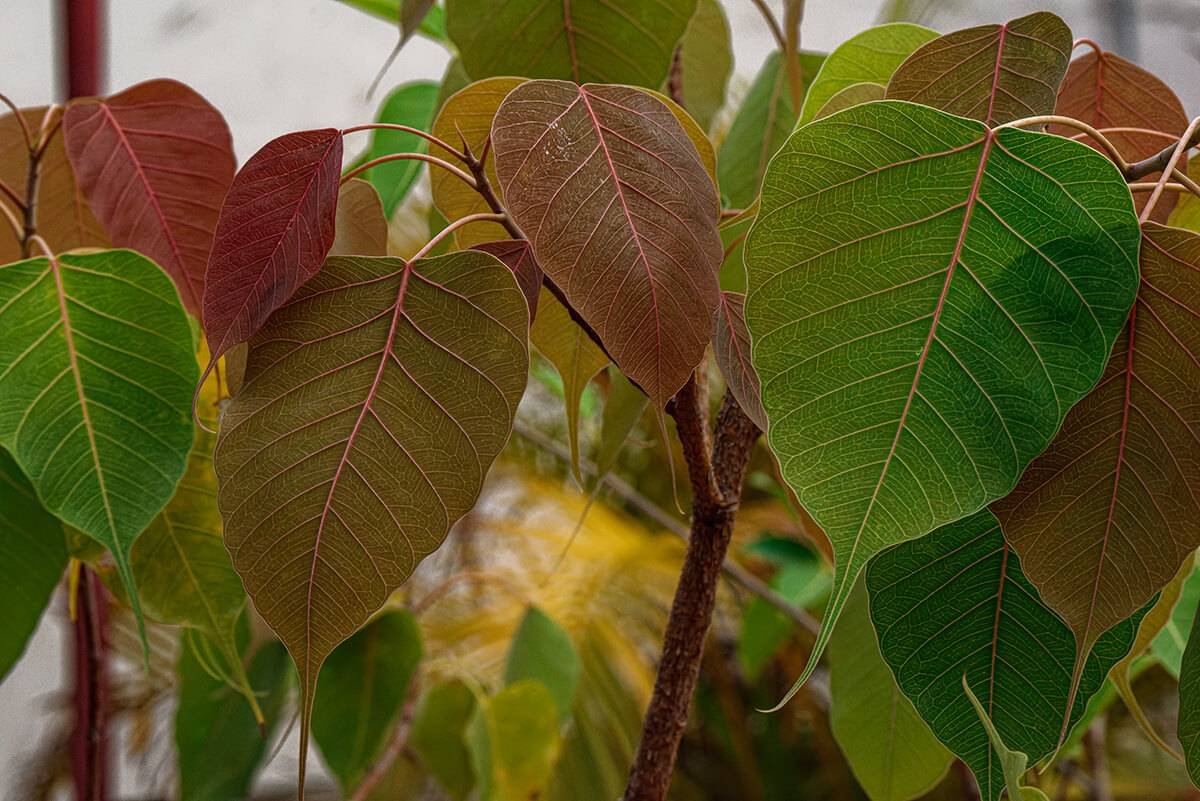 Ficus leaves