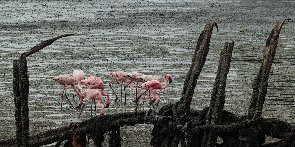 sewri flamingoes