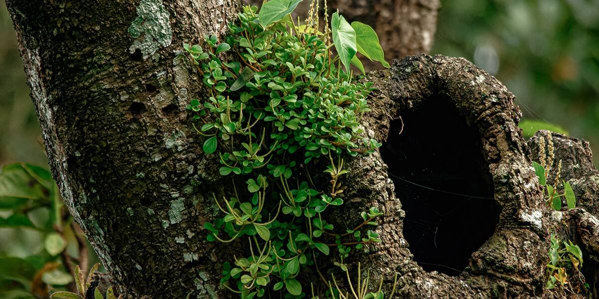 tree hole